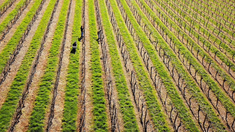 a grape field in australia