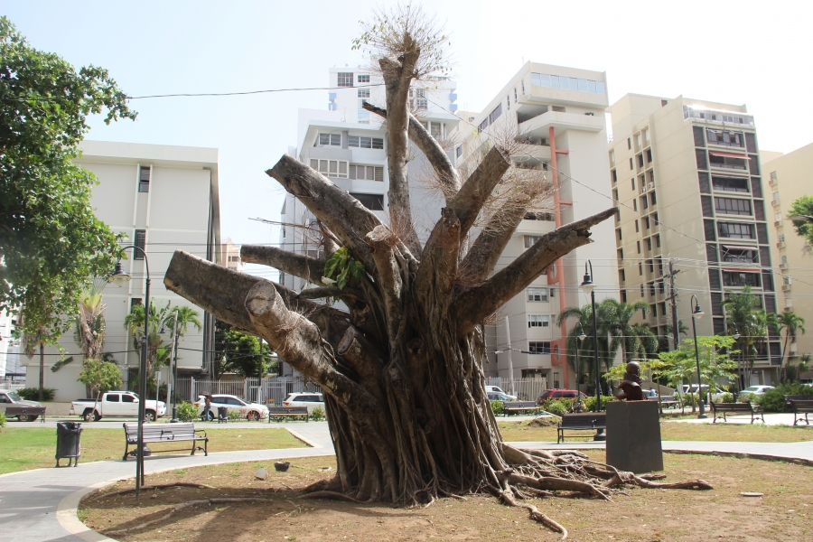 Tree in a park