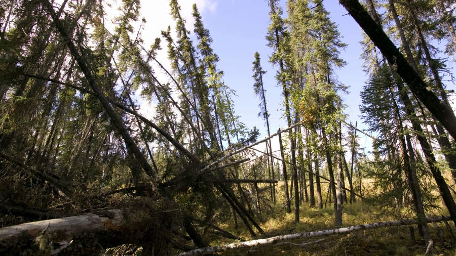 Pine trees lean at strange angles in a dense forest
