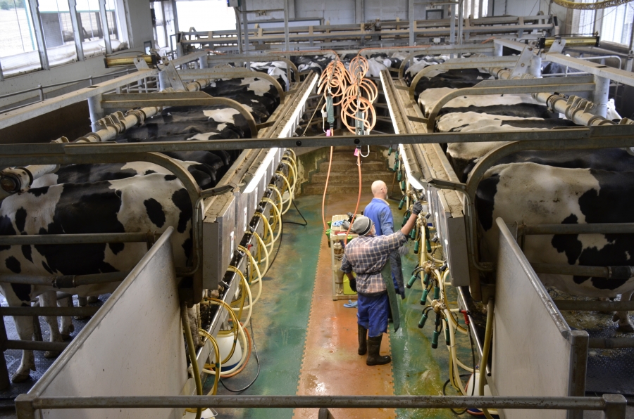 Two dozen cows are milked at Phillip Armstrong’s milk parlor. Two dozen cows are milked at Phillip Armstrong’s milk parlor.