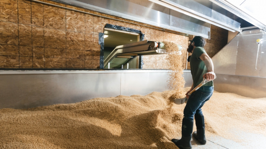 David at Blue Ox Malt catches germinated wheat and spreads it in the kiln, March 15, 2016. David at Blue Ox Malt catching germinated wheat and spreading it in the kiln.