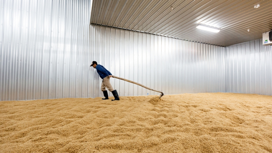 Joel Alex from Blue Ox turns a bed of wheat in Lisbon Falls, Maine. A man turns a bed of wheat on the floor.
