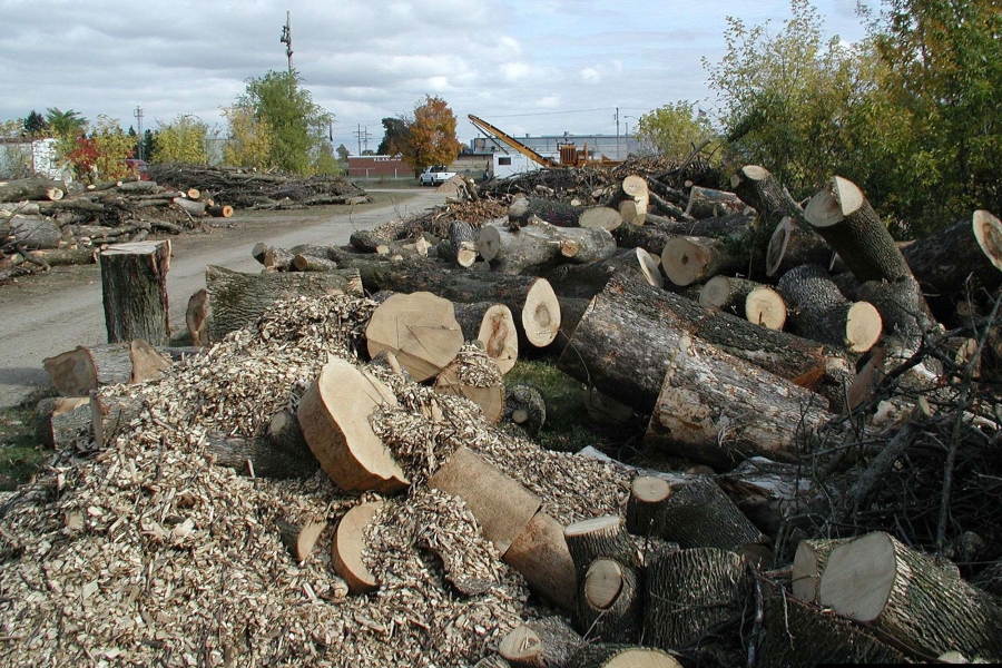 Ash logs in a chipping yard in southeast Michigan where the pest first appeared back in 2002. Ash logs are piled in a chipping yard in southeast Michigan, where the pest first appeared in 2002.