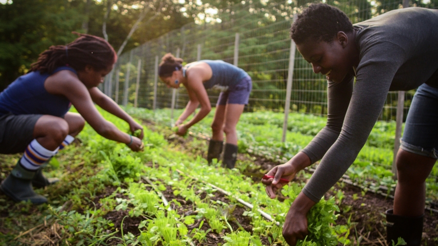 Soul Fire Farm farmers at work. Farmers bend to harvest and grow plants.