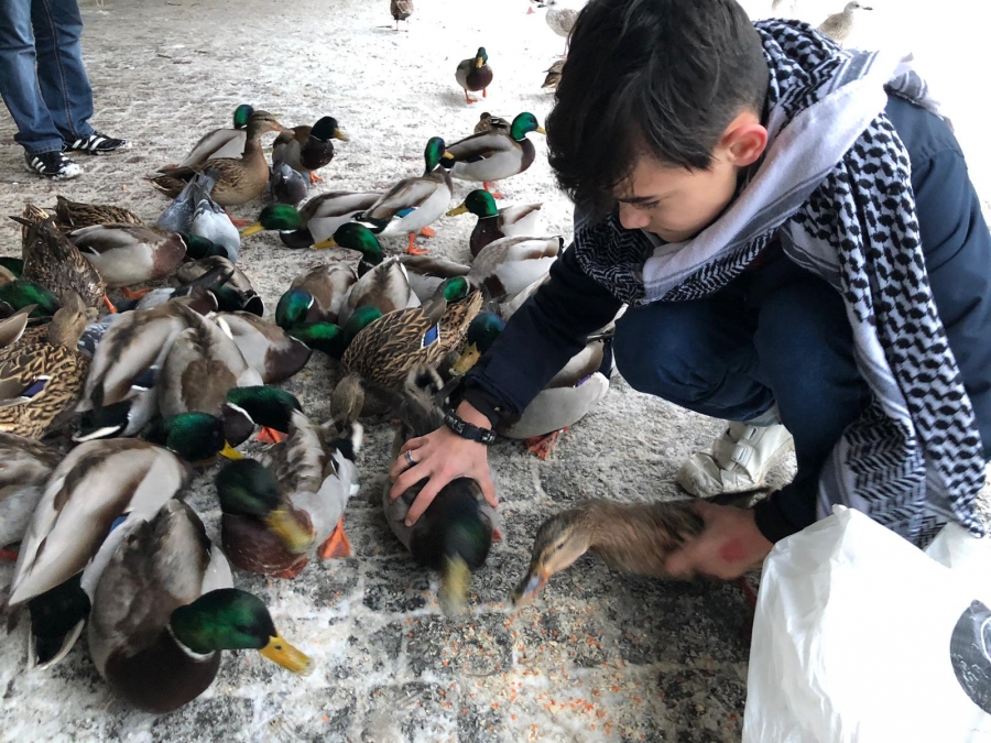 Boy feeds ducks.