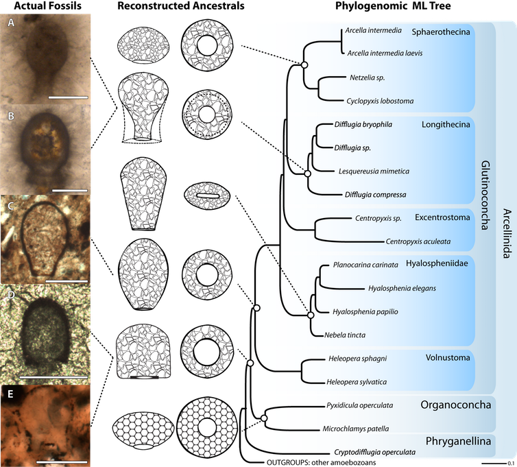 An infographic of amoebae