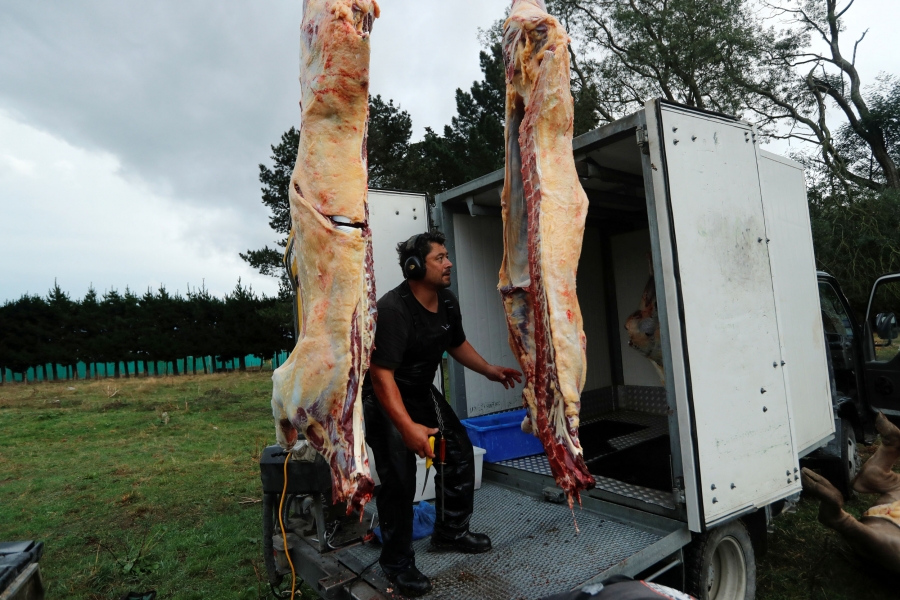 Noel Womersley butchers a cow on a farm outside Christchurch, New Zealand. Noel Womersley is show next to two cow carcases with a knife in hand.