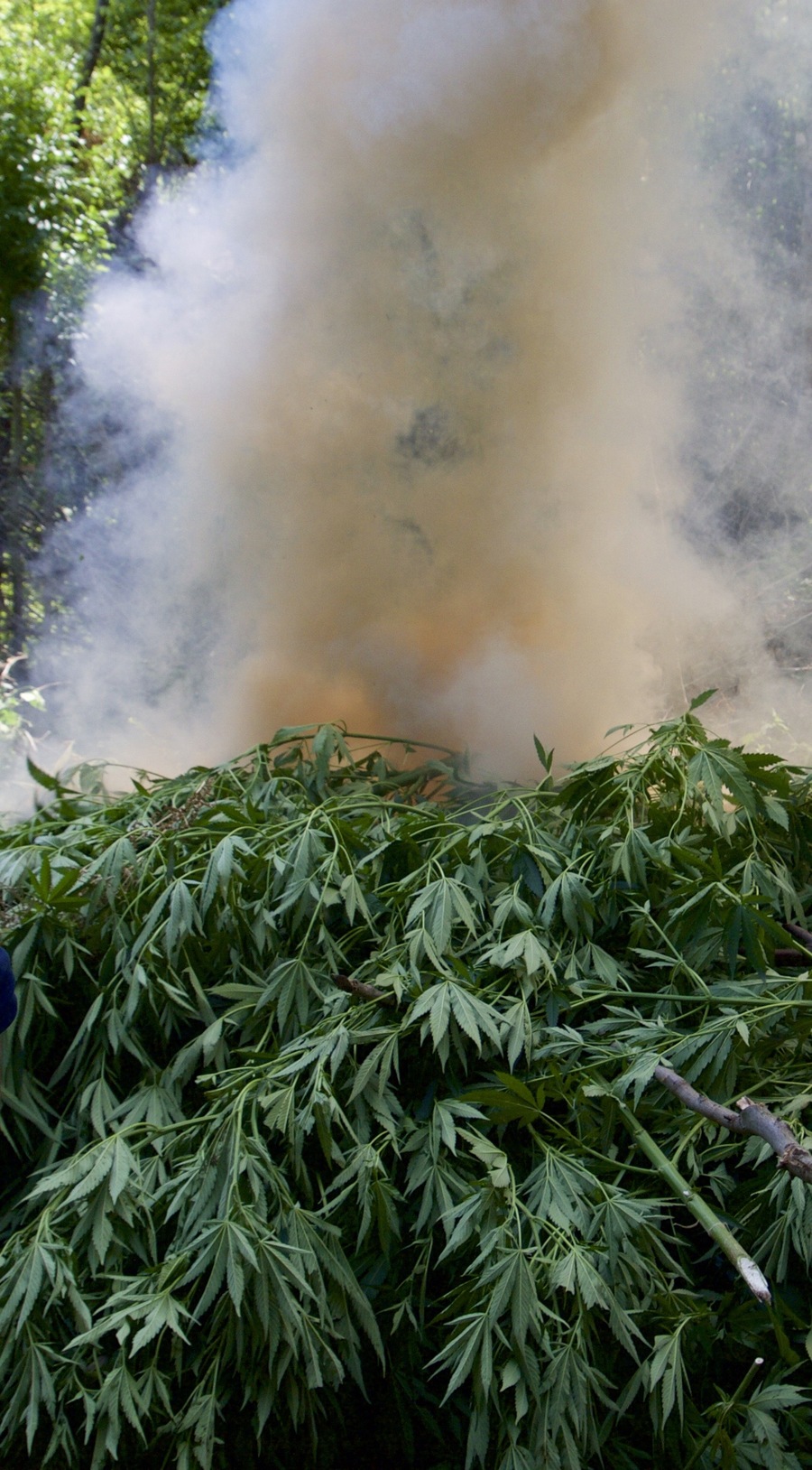 Albania's pot cops cut and burn piles of marijuana plants. But the country remains a major exporter of illegally grown pot. Albania's pot cops cut and burn piles of marijuana plants. But the country remains a major exporter of illegally grown pot.
