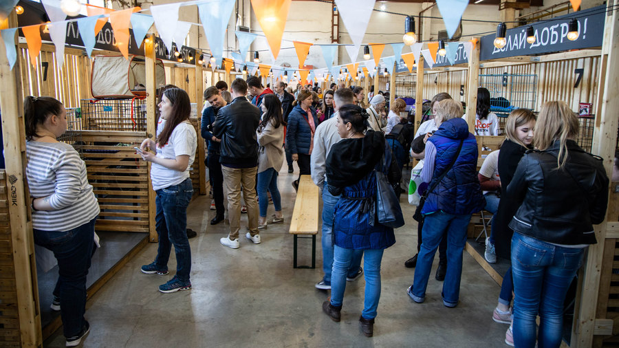 People walk around the annual stray dog and cat adoption event, WOOF Fest, in Moscow. Dozens of people are shown looking at possible cats to adopt in a room with small triangle flags strung across the ceiling.