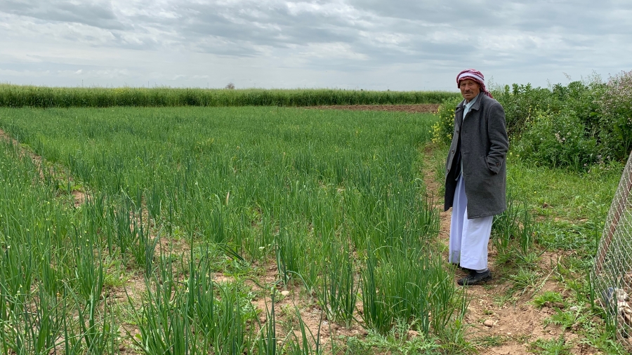 A Yazidi man stands by a field of green on a sunny day.