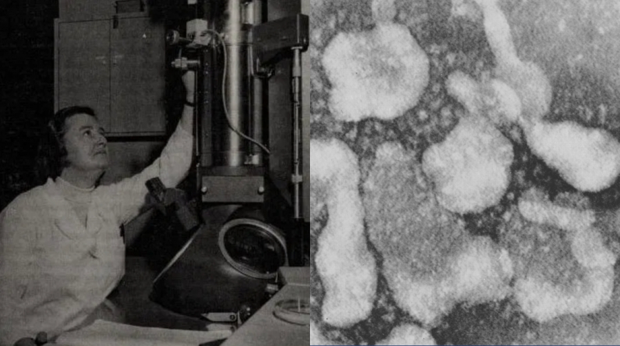 June Almeida, Scottish virologist who first identified the coronavirus in 1964. Composite of 2 pictures. One of a woman in front of a microscope and the second one of the coronavirus.