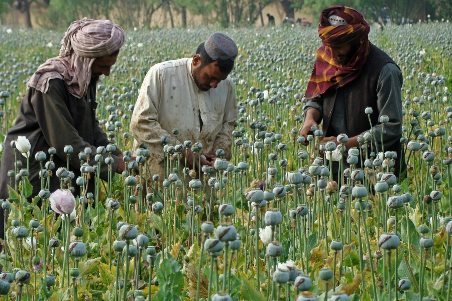 The Taliban have made a significant share of their revenue in the past from the drug trade. The Taliban have made a significant share of their revenue in the past from the drug trade.