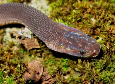 Ziggy Stardust snake