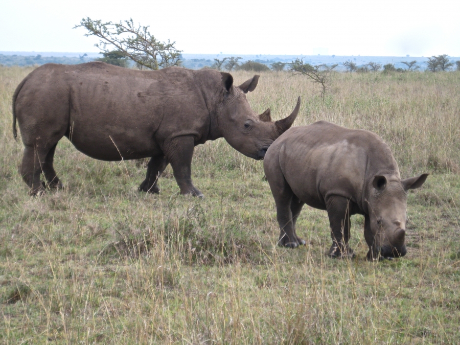 Endangered white rhinos in Nairobi National Park. Used in some Asian traditional medicine, rhino horn can fetch up to $200,000 on the black market. A rhino was killed in the park in August, the first case of poaching in Nairobi in six years. Endangered white rhinos in Nairobi National Park. Used in some Asian traditional medicine, rhino horn can fetch up to $200,000 on the black market. A rhino was killed in the park in August, the first case of poaching in Nairobi in six years.