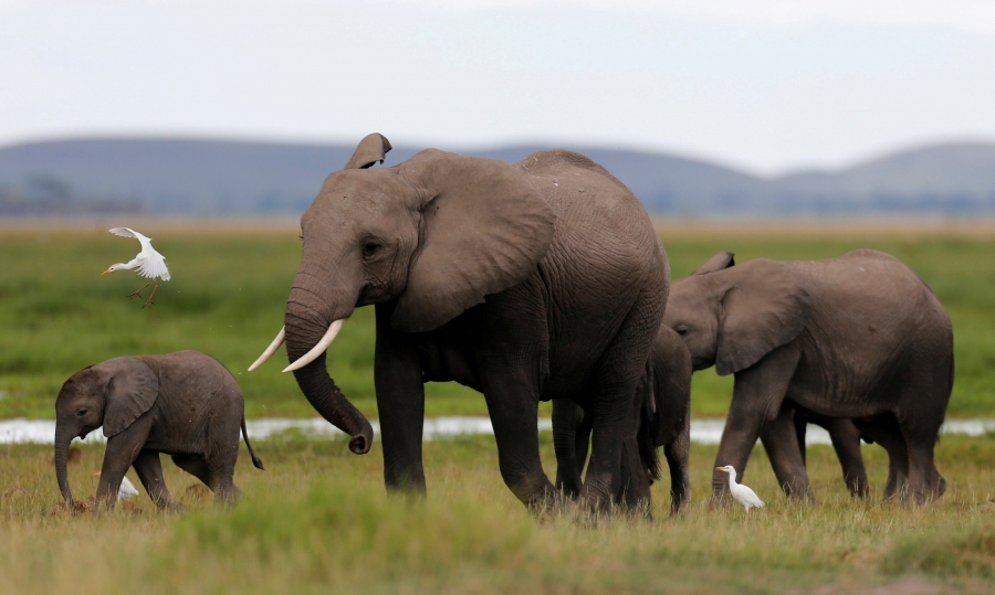 A family of elephants in Kenya's Amboseli National Park. A family of elephants in Kenya's Amboseli National Park.