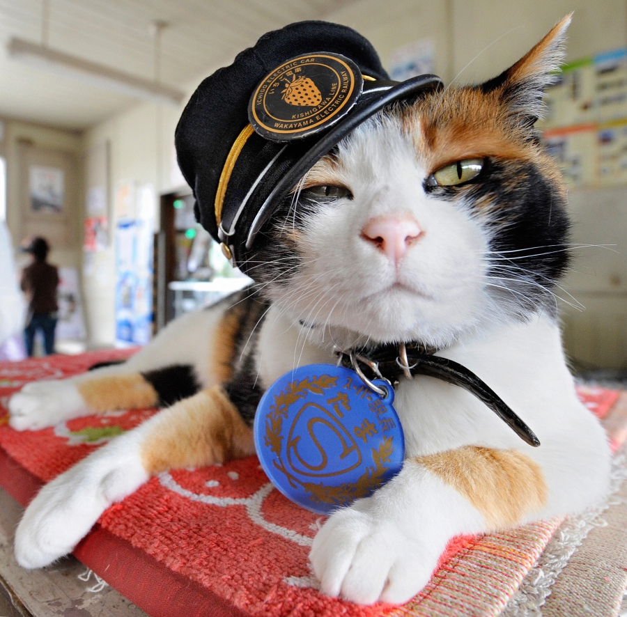 Remembering Tama A Calico Cat Who Was A Stationmaster And Loved All