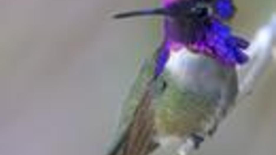 Science Friday Public Radio International