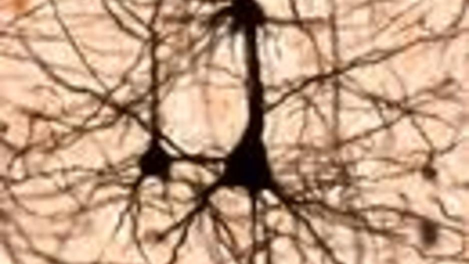 Science Friday Public Radio International