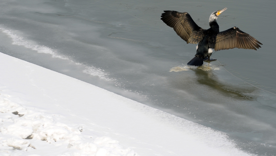 Cormorants Underwater dive video shows the bird's power The World