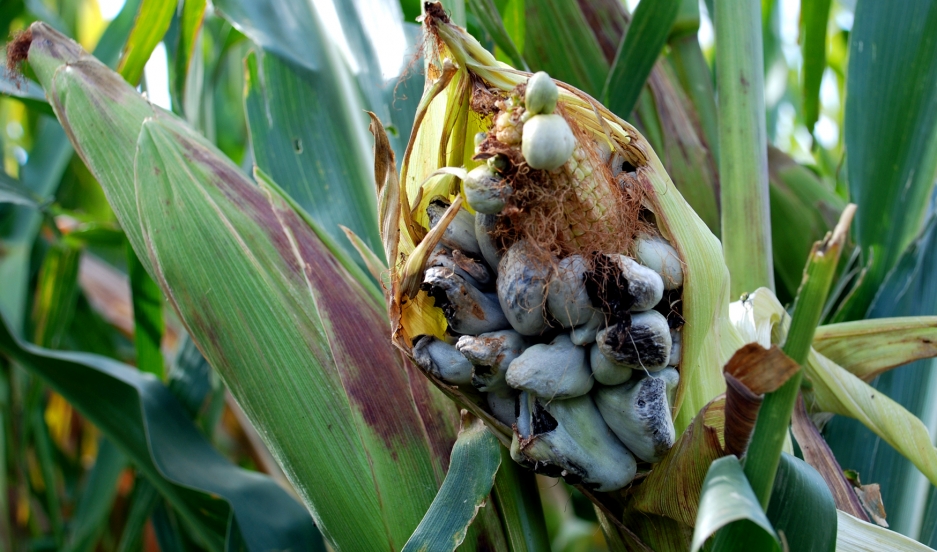 Corn smut is feared in the US and Canada — but celebrated in Mexico