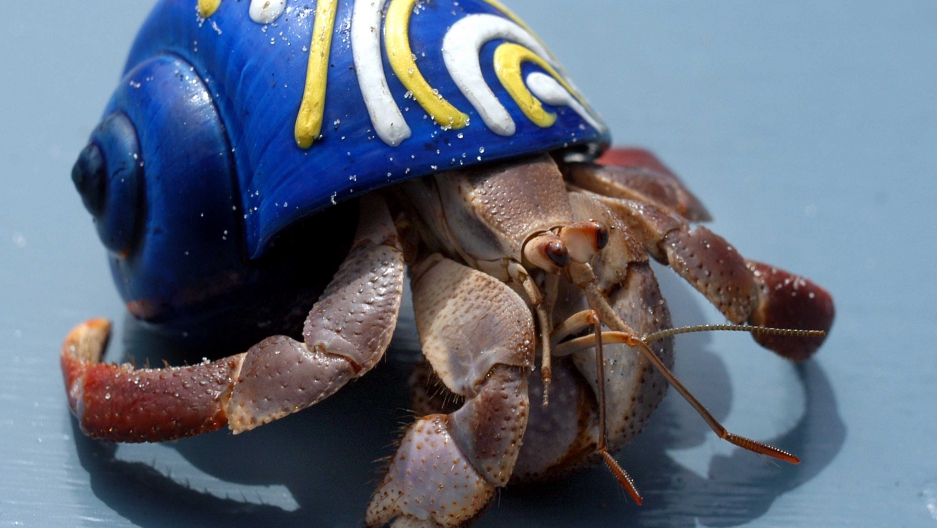 save all the hermit crabs public radio international