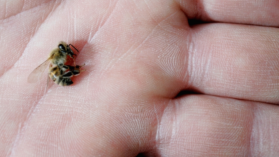 Zombie bees are the first insects to join zombie apocalypse Public Radio International