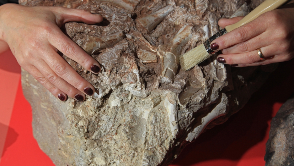 Fossilized human feces found in Oregon cave The World from PRX