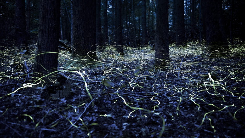 These Ghostly Blue Lights Aren T Your Imagination They Re A These Ghostly Blue Lights Aren T Your Imagination They Re A Particular Kind Of Firefly
