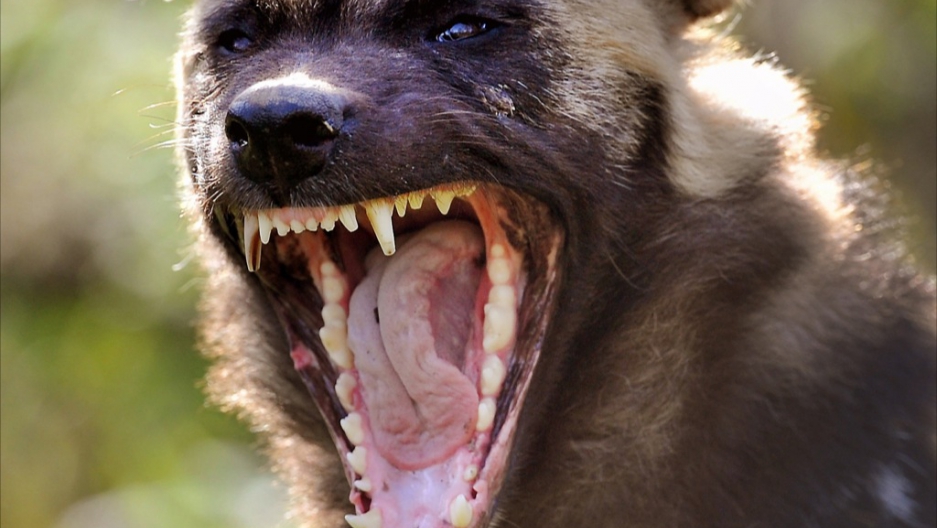 Feral dogs kill four in Mexico City park Public Radio International