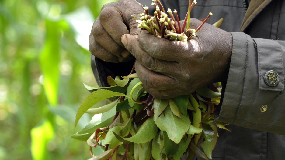 Drug News Holland bans khat leaves (VIDEO) The World from PRX