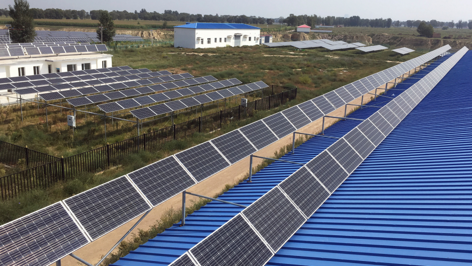 energy and food together under solar panels crops thrive public
