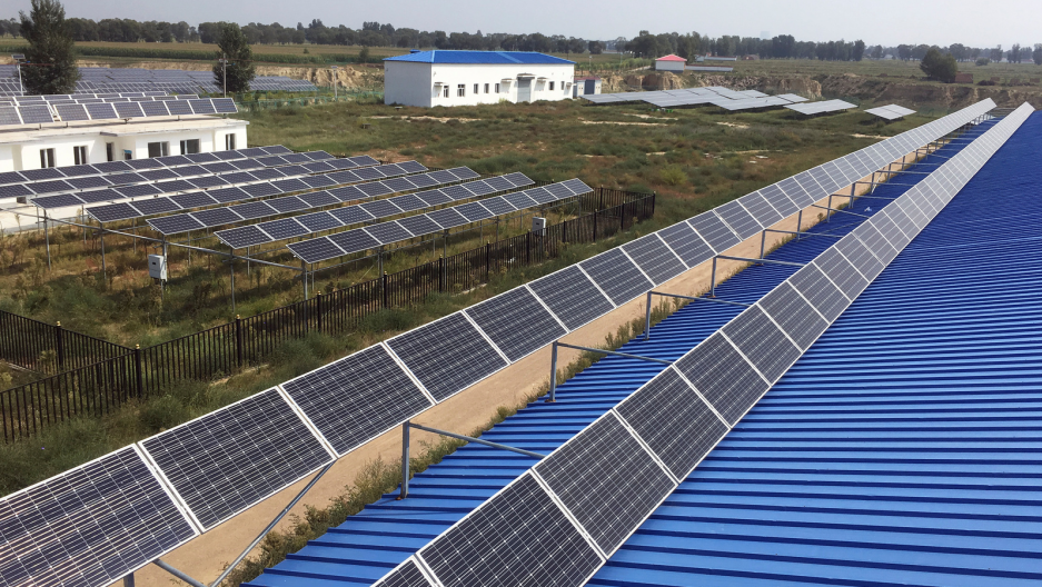 Energy And Food Together Under Solar Panels Crops Thrive