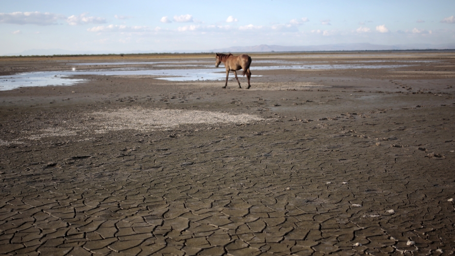 Horse on dry lake