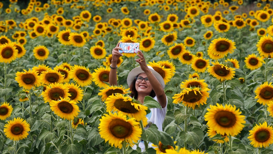 A woman takes a selfie at a sunflower field north of Bangkok, Thailand. A woman in a white hat takes a selfie at a sunflower field north of Bangkok, Thailand.