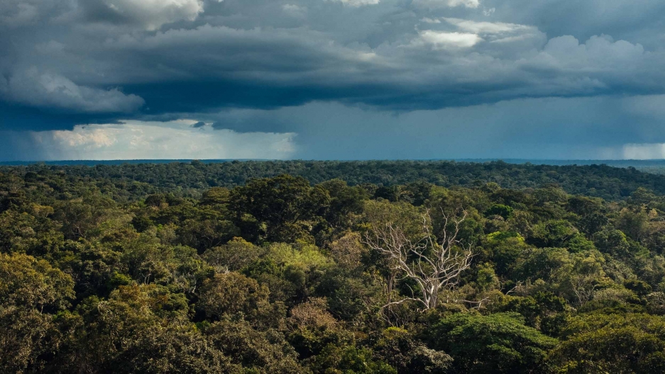 A thick canopy of trees stretches out underneath dark grey storm clouds