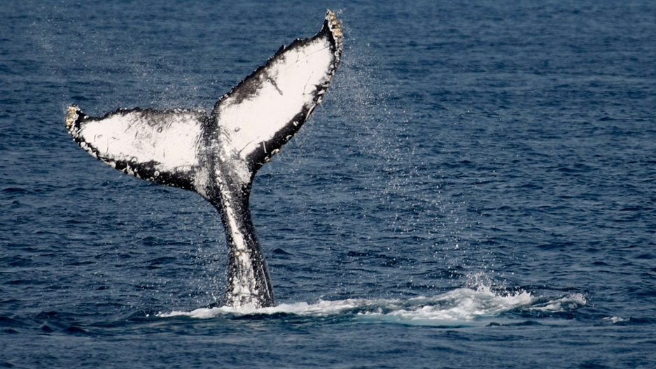 japan to resume commercial whaling after pulling out of iwc
