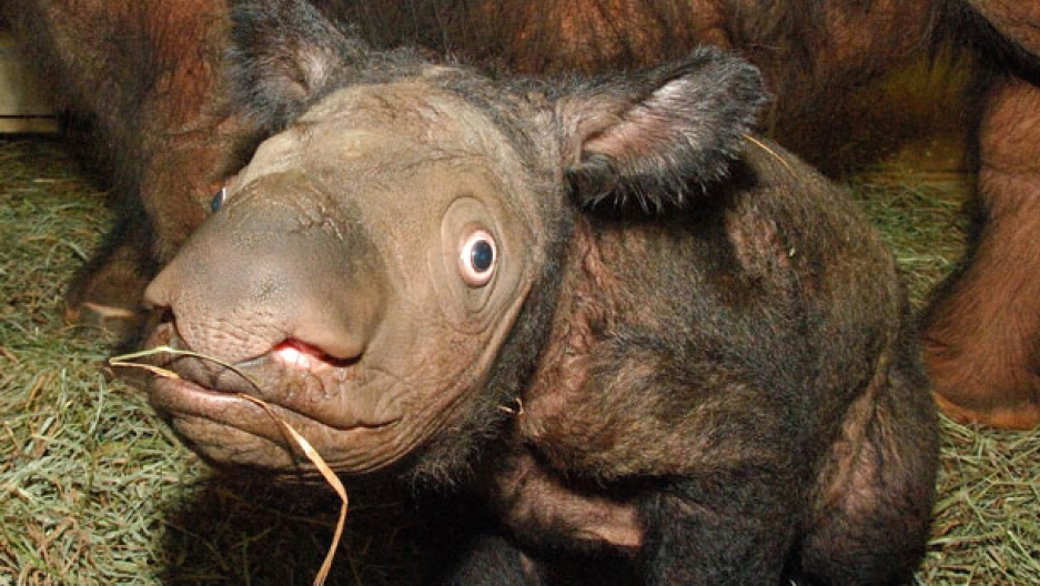 A New Effort Is Underway To Save The Sumatran Rhino