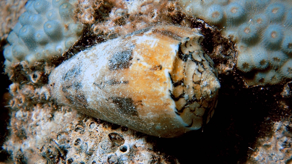 A scientist who finds pharmaceutical promise in the venom of cone snails
