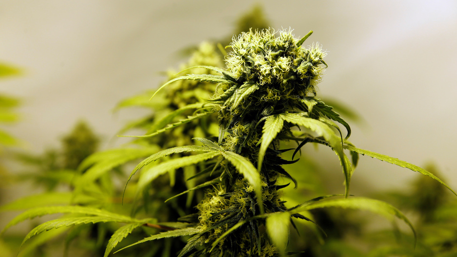 jamaica wants in on the booming marijuana market but will farmers jamaica wants in on the booming marijuana market but will farmers be able to cash in
