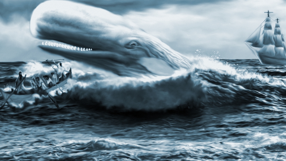 The hunt for the great white whale. The hunt for the great white whale.