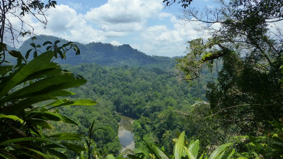 In Borneo, healthy people equals healthy forests