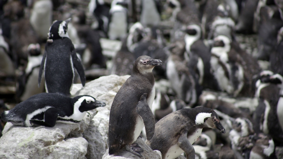 A colony of African penguins are pictured at the Penguin Reserve at Stony point in Betty's Bay near Kleinmond, southwest of Cape town, South Africa. Dozens of African penguins are shown standing and laying on rocks.