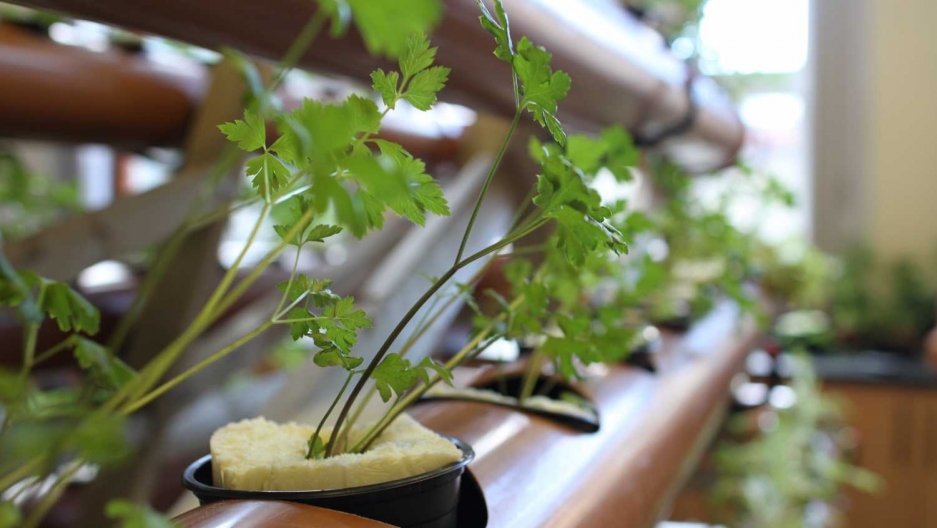 Plants in a hydroponic system grow in the foam of former mattresses at Zaatari refugee camp in Jordan. Several young greent plants are shown growing out of foam in a row.