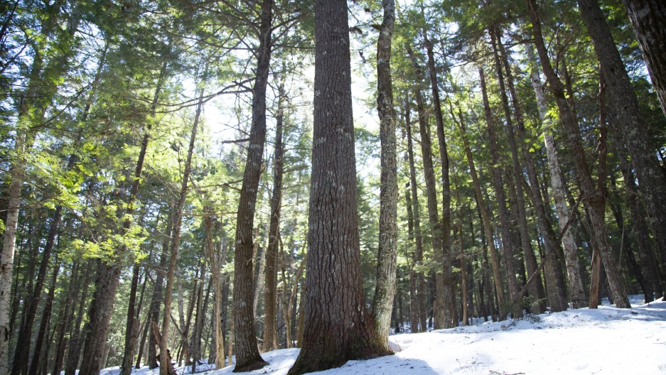 Can carbon offsets preserve Canadian woodlands? - Vimarsana News