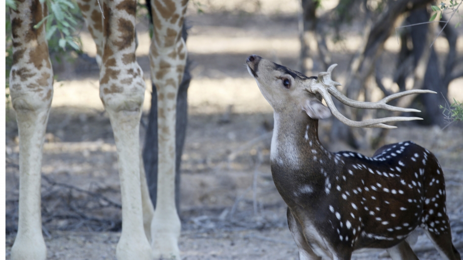A new book explores culture within the animal kingdom - Vimarsana News