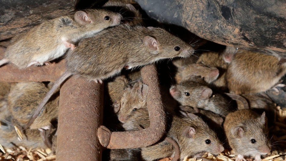 Plague of ravenous, destructive mice tormenting Australians - Vimarsana News
