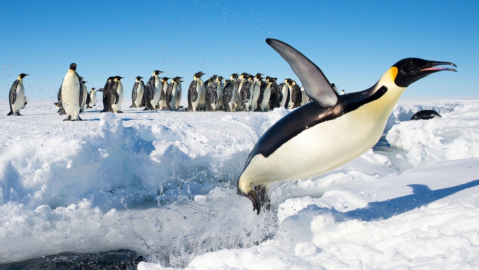 An Emperor penguin jumps out of the water. An Emperor penguin jumps out of the water.