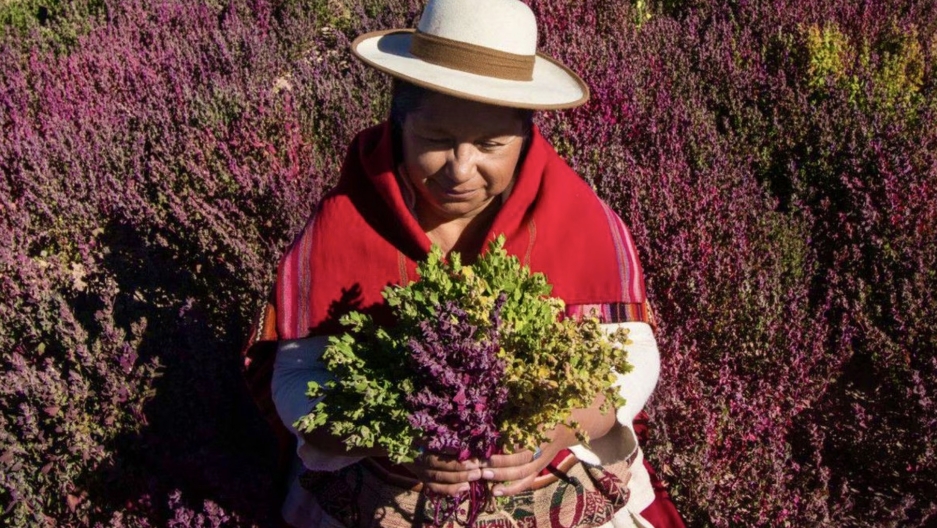 An engineer in Bolivia is reviving an ancestral, nutritious grain for the 21st century - Vimarsana News