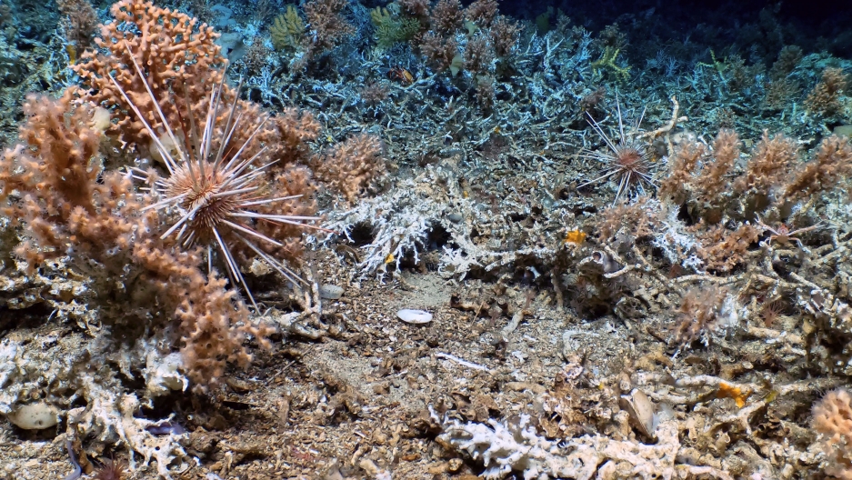Galapagos discovery offers clues to climate impact on deep-sea corals - Vimarsana News