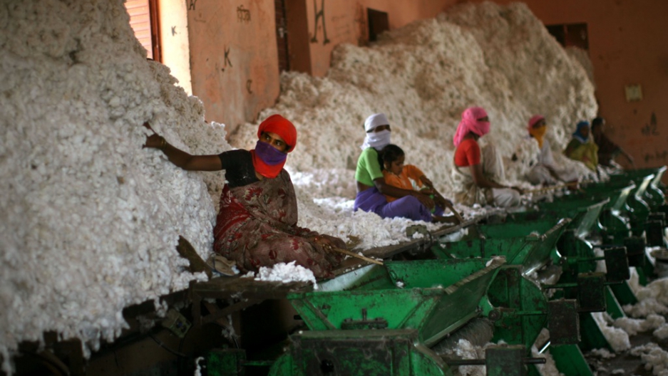 India Gutting of India's cotton farmers The World from PRX